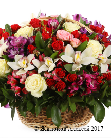 ����� ���� �����