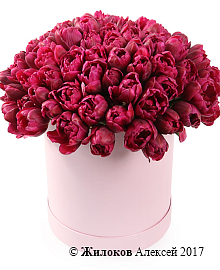 ����� 101 ����������� ������� � ������� �������, ���������