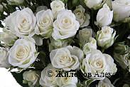 Букет 51 кустовая роза Сноуфлейк