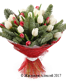 ����� ������� ���