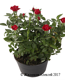 �������� ���� � ������ (�������)