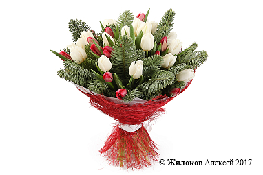 ����� ������� ���