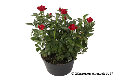 �������� ���� � ������ (�������)