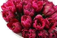 Букет 25 королевских тюльпанов, малиновые