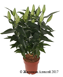 ����� �����