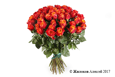 ����� 51 ���� ������