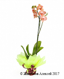 Орхидея Фаленопсис лимонно-розовая (1 ствол)
