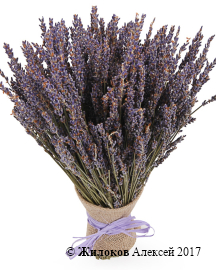 ����� �� ������� ������ ��������