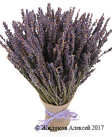 ����� �� ������� ������ ��������