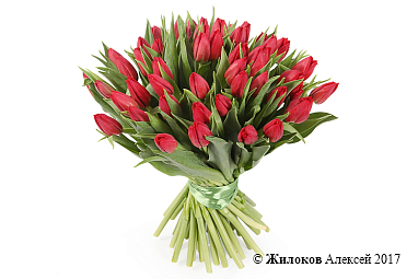 ����� 51 �������, �������