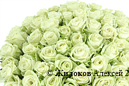Букет 101 роза Грин Ти