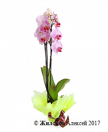 Орхидея Фаленопсис бело-фиолетовая (2 ствола)
