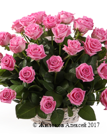 ����� 51 ���� ���� � �������