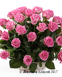 ����� 51 ���� ���� � �������