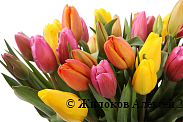 Букет 51 тюльпан, солнечный микс