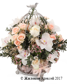 ����� �������� ��������