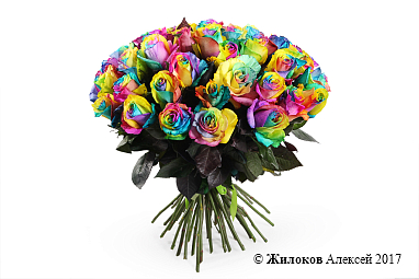 ����� 51 �������� ����