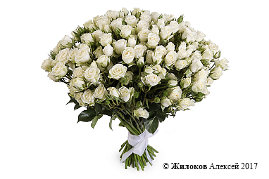 ����� 51 �������� ���� ���������