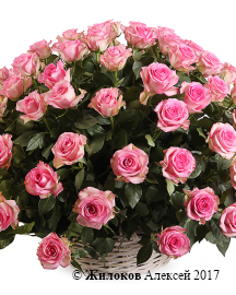 ����� 101 ���� ���� ���� � �������