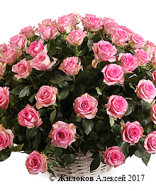 ����� 101 ���� ���� ���� � �������