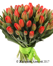 ����� 51 ����������� �������, ������-���������