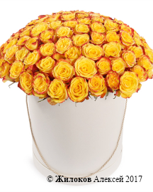 ����� 101 ���� ��� ����� � ������� �������