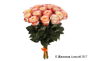 ����� 17 ��� ������