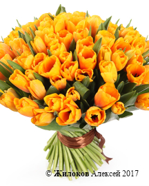 ����� 101 ����������� �������, �����