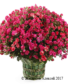 ����� ������� ������� � ������� (201 ����)