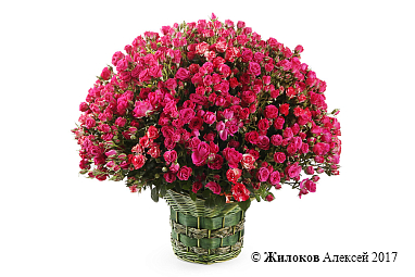 ����� ������� ������� � ������� (201 ����)