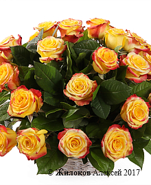 ����� 35 ��� ��� ����� � �������