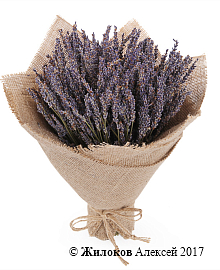 ����� �� ������� ������ �������� � ���������