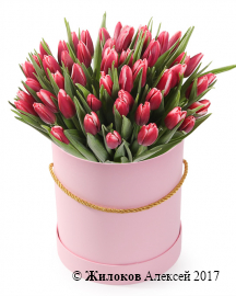 Букет 51 королевский тюльпан в розовой шляпной коробке, алые
