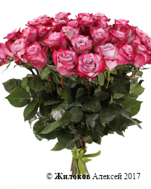 ����� 31 ���� ��� �����