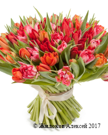 ����� 101 �������, ������-�������