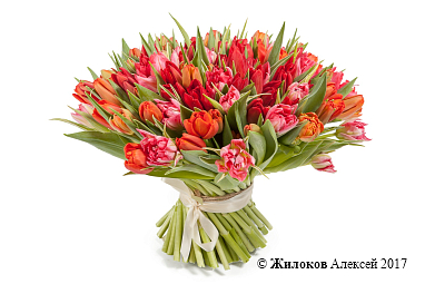 ����� 101 �������, ������-�������