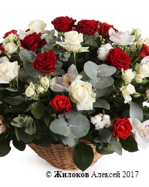 ����� ����� �������� � �������