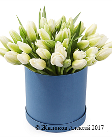 ����� 51 ������� � ������� �������, �����