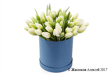 ����� 51 ������� � ������� �������, �����