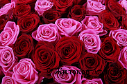 Букет Страсть и нежность, 101 роза