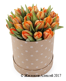 ����� 25 ��������� � ������� �������, ���������