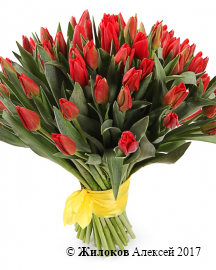 Букет 51 королевский тюльпан, красные