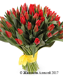 ����� 51 ����������� �������, �������