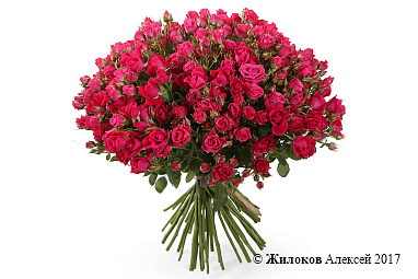 ����� 51 �������� ���� ������