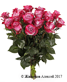 ����� 17 ��� ��� �����