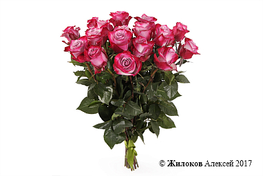 ����� 17 ��� ��� �����