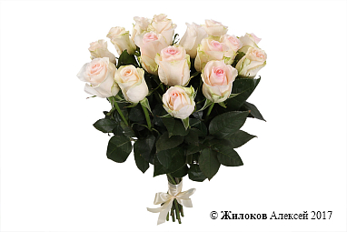 ����� 17 ��� ���������