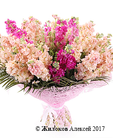 ����� ������� �������