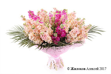 ����� ������� �������