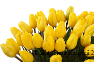 Букет 51 тюльпан в зеленой шляпной коробке, желтые